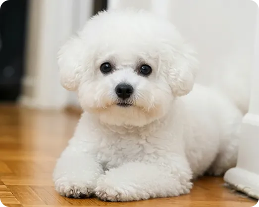 A cute, clean puppy